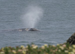 Gray whale mom and baby pass Pt. Piedras Blancas, CA