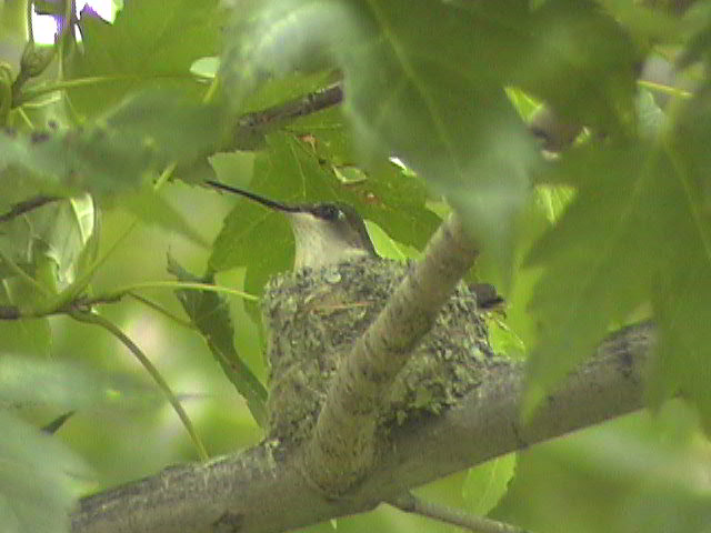 Hummingbird eggs in a hummingbird nest