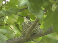 baby hummingbird