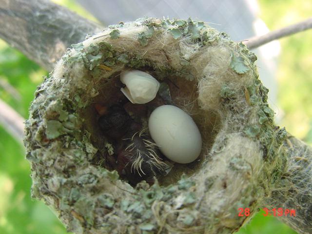Hummingbird eggs opening in a hummingbird nest