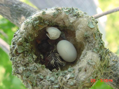 nest