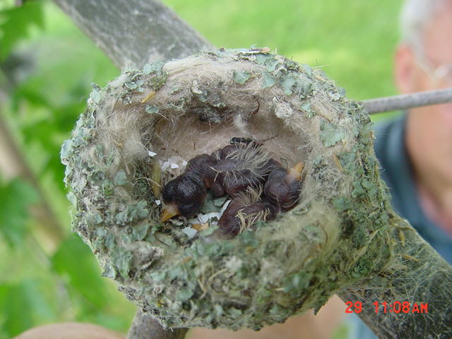 Hummingbird babies in a hummingbird nest