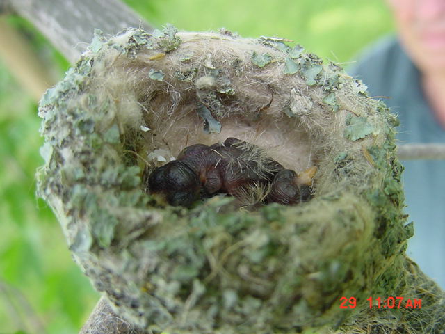 Hummingbird eggs/babies in a hummingbird nest