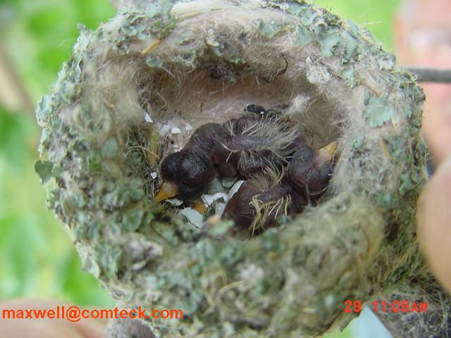 Hummingbird babies in a hummingbird nest