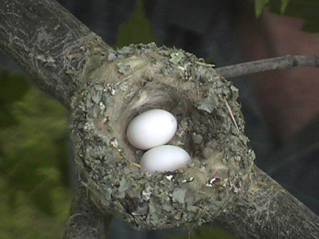 Hummingbird eggs in a hummingbird nest