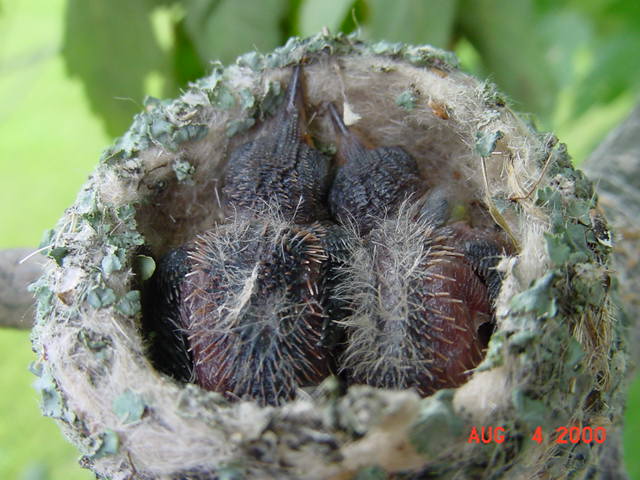 Hummingbird babies in a nest day 8