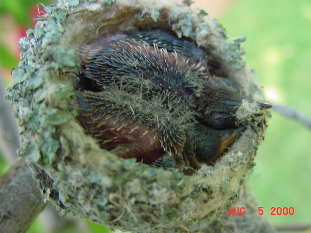 Hummingbird babies in a nest day 9