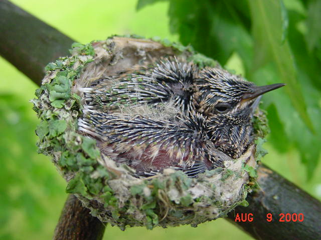Hummingbird babies in a nest day 12