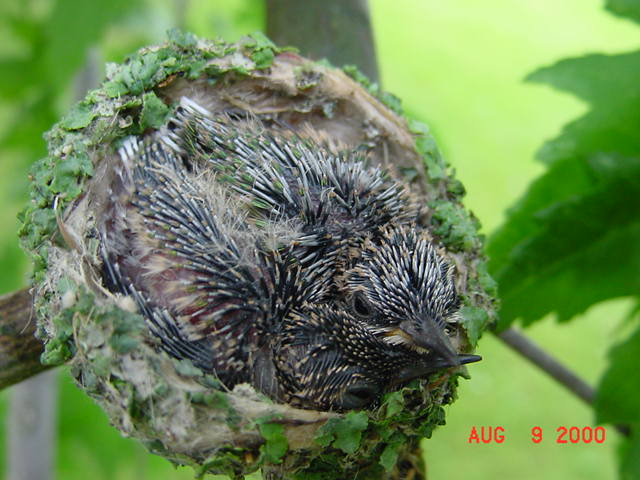 Hummingbird babies in a nest day 12