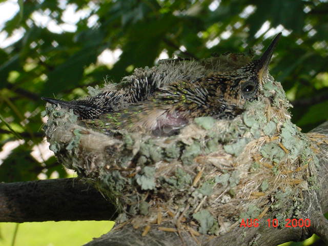 Hummingbird babies in a nest day 13