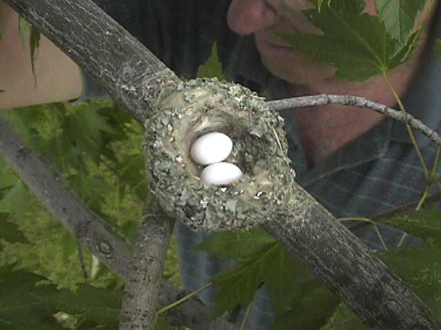 Hummingbird eggs in a hummingbird nest
