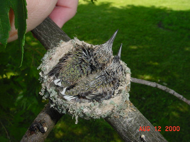 Hummingbird babies in a nest day 15