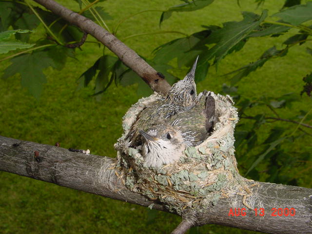 Hummingbird babies in a nest day 16