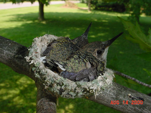 Hummingbird babies in a nest day 17