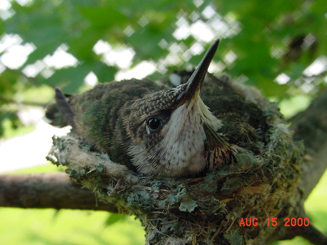 Hummingbird babies in a nest day 18