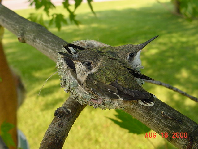 Hummingbird babies in a nest day 19