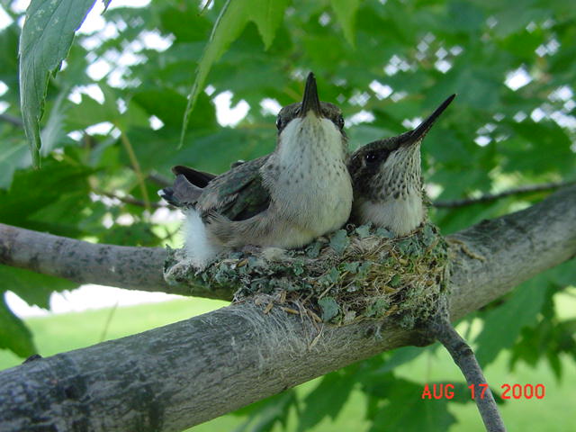 Hummingbird babies in a nest day 20