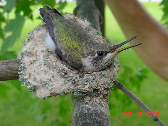 Hummingbird babies in a nest day 21