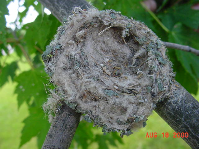 Hummingbird babies out of the nest day 22
