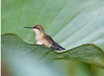 Hummingbirds at flower