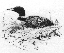 Common Loon