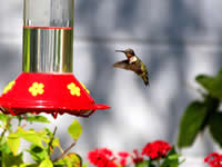 Hummingbirds: No Red Dye