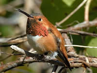 Rufous Hummingbird
