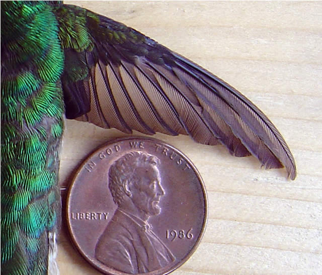 Hummingbird: Flight Feathers