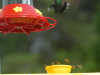 Bees at Hummingbird Feeder