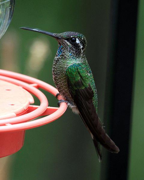 anna's hummer