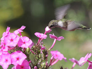 Ruby-throated Hummingbird feeding on phlox