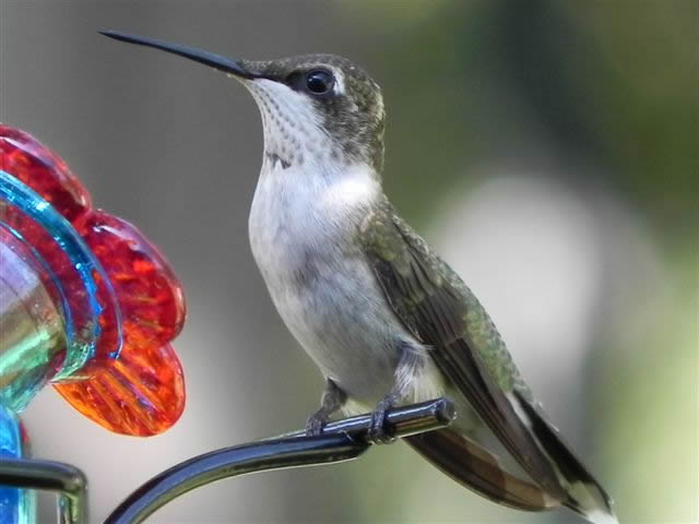 hummingbird poster