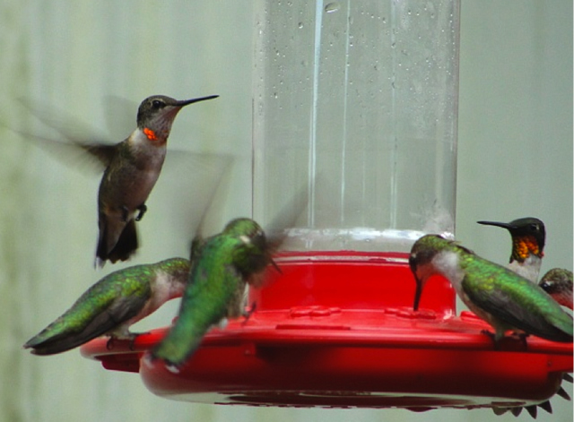 Hummingbird at feeder