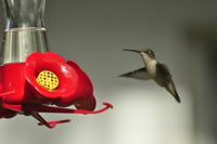 Juvenile Female Ruby-throat