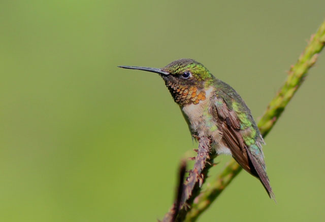 Humingbird preening
