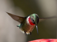 ruby hummer