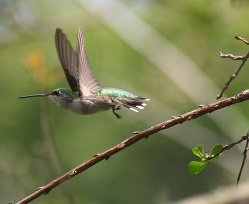Hummingbird