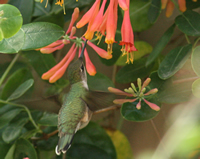 Female Rubythroated Hummingbird
