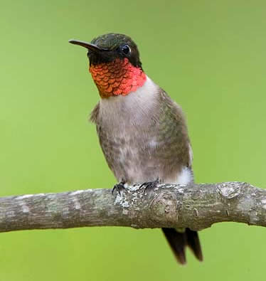 Hummingbird at feeder
