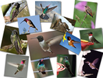 hummingbird poster