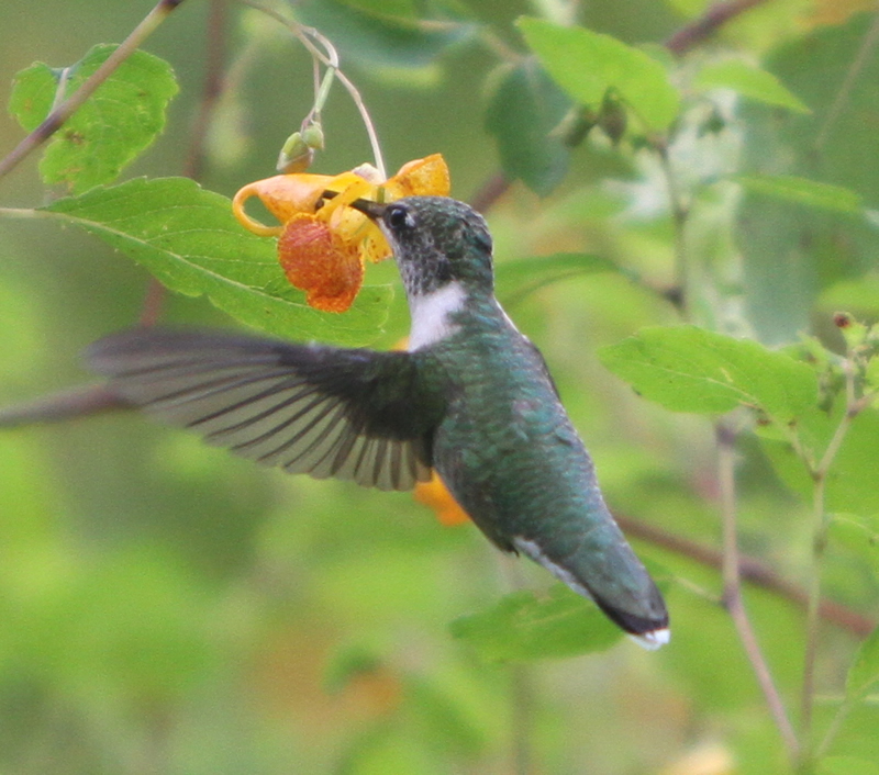 Hummingbird at feeder
