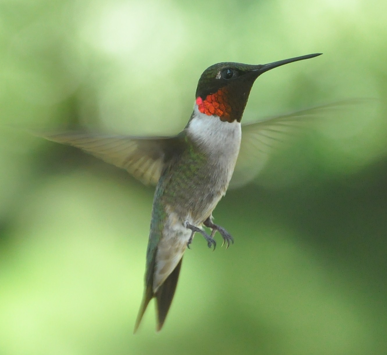 Male Ruby-throated Hummingbird