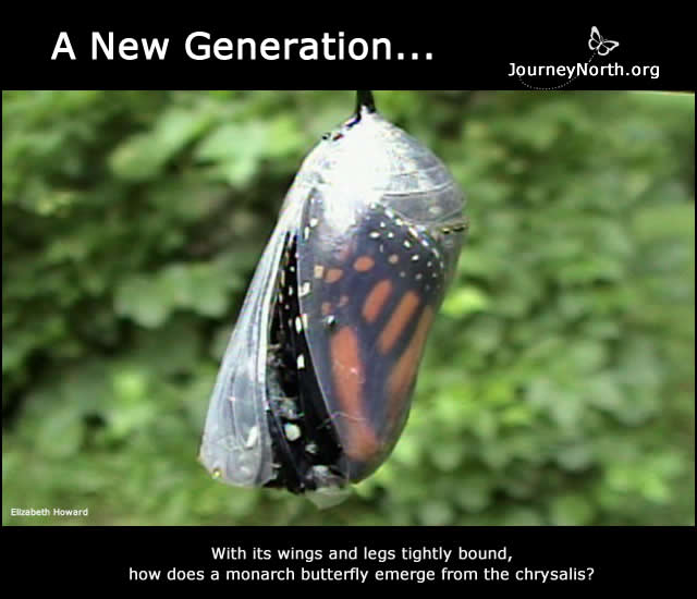Monarch and Chrysalis