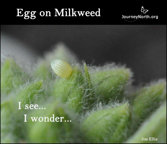 Monarch Butterfly Egg