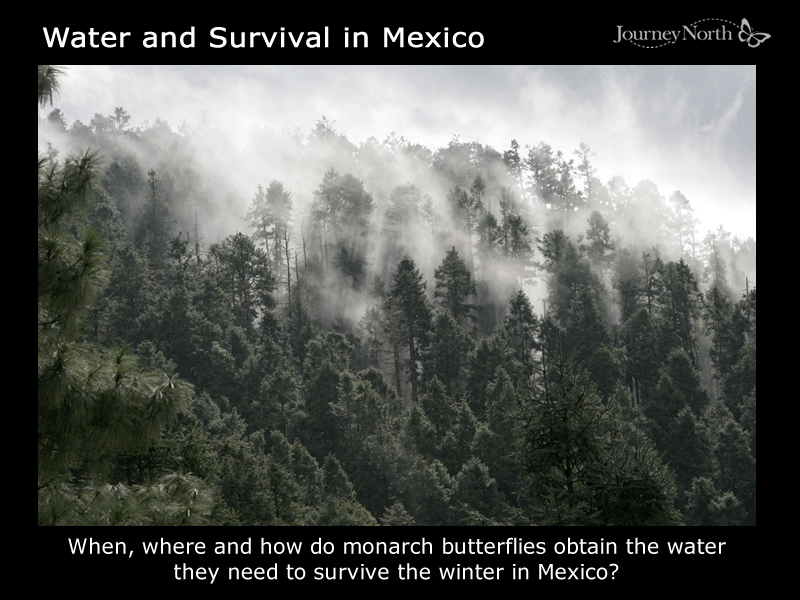Monarch Butterfly Winter in Mexico