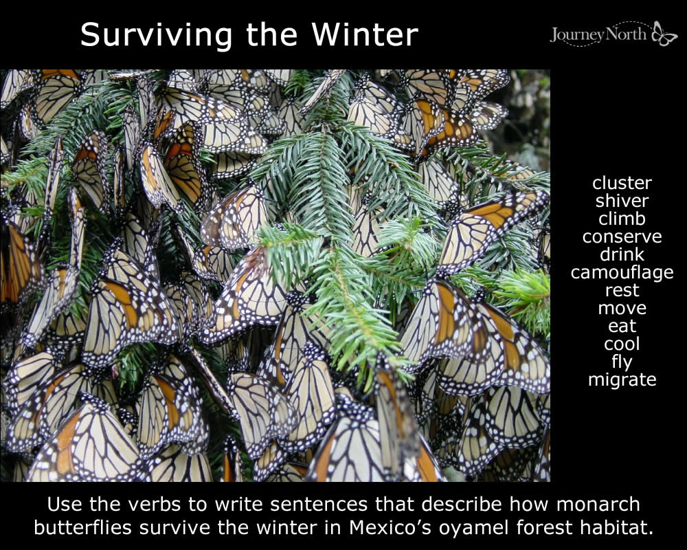 Monarch Butterfly Winter in Mexico