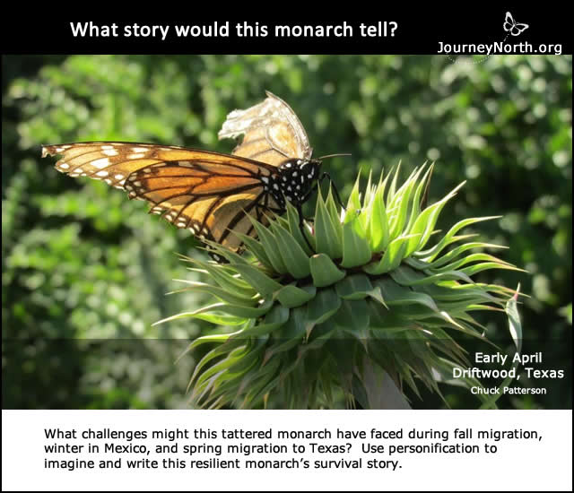Personification: What story would this monarch butterfly tell?