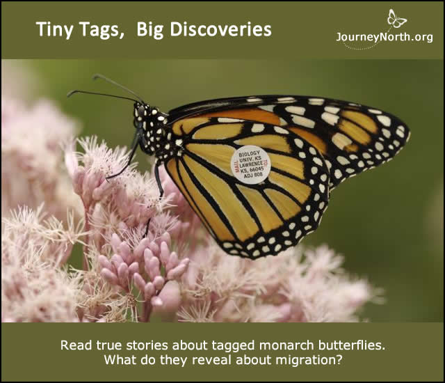 True Stories about Tagged Monarch Butterflies