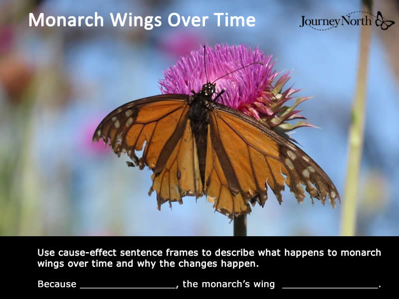 Monarch Butterfly Wings Over Time: Journal