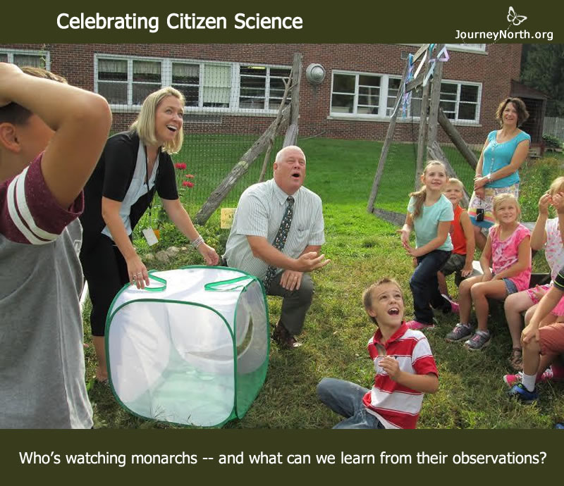 Celebrating Citizen Science with Monarchs